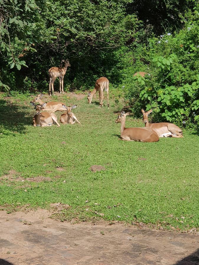 Kruger Park Lodge Unit No. 277 Хейзивю Екстериор снимка